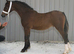 Show stopping colt