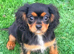 Beautiful Cavalier King Charles puppies