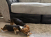 JACK RUSSELL PUPPIES