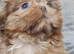 Kc registered Shih tzu  puppies