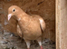 Recessive Yellow racing racer pigeon bred 2026
