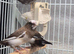 Bengalese finches