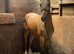 Registered welsh d colt