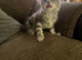 Excel Maine Coon kitten for sale