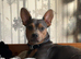 14 month old male for rehome