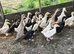 Ducklings for sale off heat