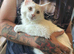 White Maine Coon Boy. Vaccinated.