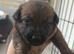 Belgian shepherd puppies