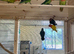 Proven bonded pair of love birds with 5 chicks