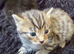 Kittens for sale