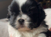 Shih Tzu kc reg