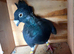 Spainish pigeons for sale
