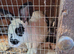 2 brother rabbits