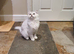 Beautiful Pedigree Chinchilla Persian Kitten