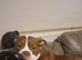 Hi im lottie looking fir my forever home