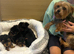 Little boy Yorkie