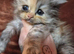 Kitten girl chinchilla Persian