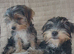 Stunning Yorkshire terrier puppies, traditional & scruffy wire haired available
