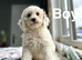 Lovely puppies available to be viewed
