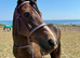 15h 18yr old mare