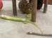 2 male Guinea Pigs for Sale