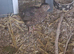 11 quail