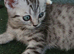 Mixed breed kittens .