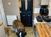 Saint Bernard stud