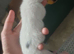 Male kitten for sale