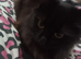 Kittens for sale