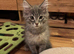Maine Coon kittens