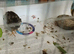 Tiny Button Quail 2 x BOY MALES Young Brother's in a darker natural grey and black tones x 2 birds for &pound;6