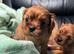 KC Cavalier King Charles Ruby Pups HEALTH TESTED