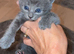 2 stunning British shorthair kittens