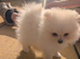 Russia Pomeranian