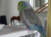 Beautiful Tame Male Parrotlet