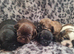 Imperial shihzu puppys