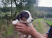 Jack Russell Puppies for Sale Swansea