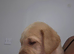 Labrador puppies available