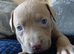 Staff cross shar pei pupps