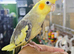 Hand reared Baby cocktail