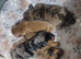 4 Miniature dachshund puppies
