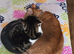 Two beautiful cats looking for a loving home together ️