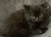 5x Beautiful fluffy black ragdoll/Maincoone cross kittens