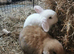 1 x beautiful 8.5 week harlequin Male kit/ rabbit