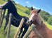 12hrs beautiful pony for loan