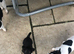 Teacup chihuahua puppies