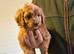 Cockapoo puppies