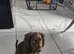 Cocker spaniel
