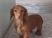 Miniature dachshund